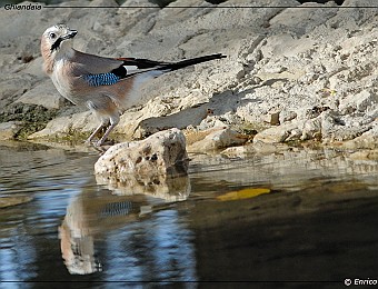Animali 159